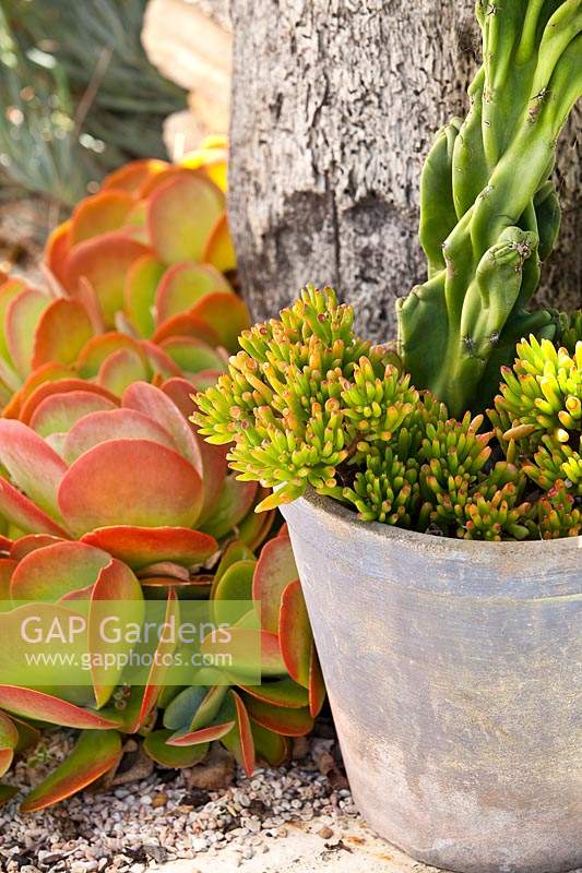 A retro cement pot with faded paint planted with Crassula ovata Gollum and Cereus peruvianus monstrose in front of a Kalanchoe thyrsiflora flapjacks, with brightly coloured leaves.