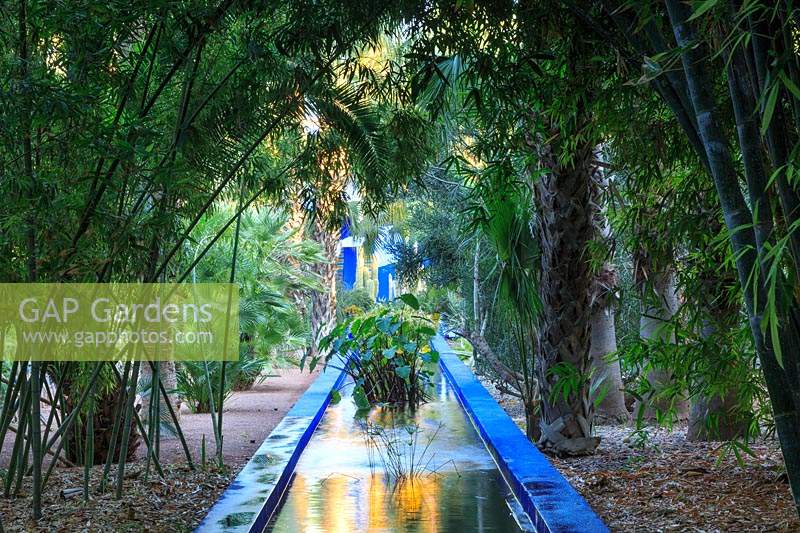 Blue painted rill overshadowed by bamboos and palms, Le Jardin Majorelle, Majorelle Garden, Marrakech.
