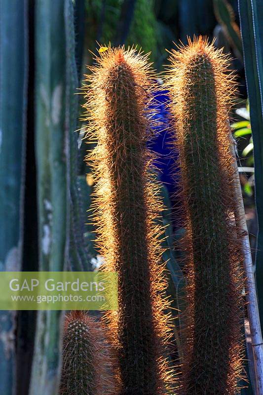 Backlit cacti, Le Jardin Majorelle, Majorelle Garden, Marrakech.