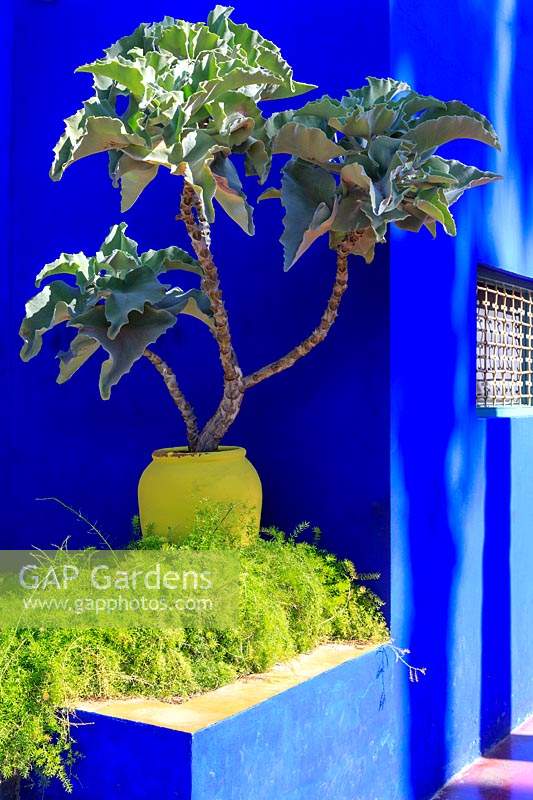 Contrasting colour and texture in the Moroccan sunshine. Bold plant in bright yellow pot against bright blue wall. Le Jardin Majorelle, Majorelle Garden, Marrakech