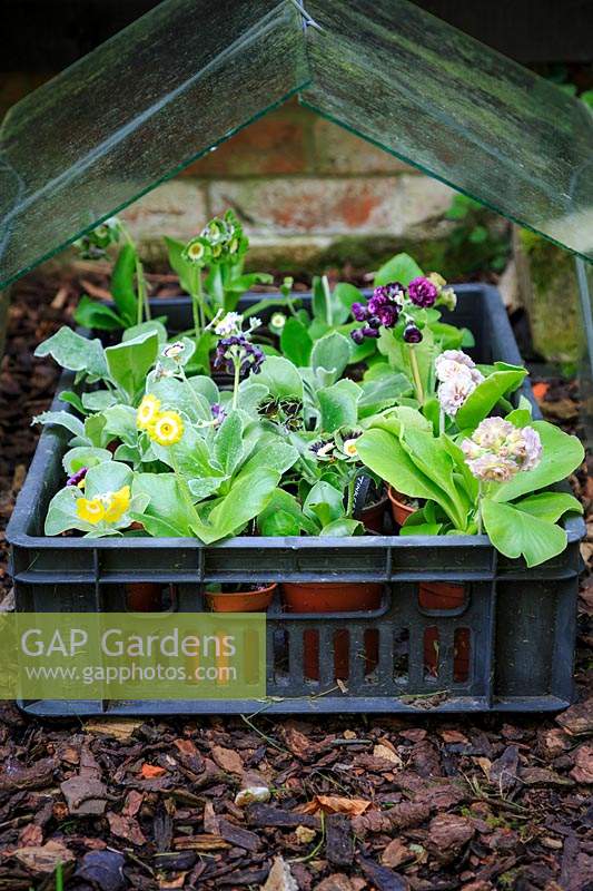 Simple way of growing on auriculas without a cold frame.
