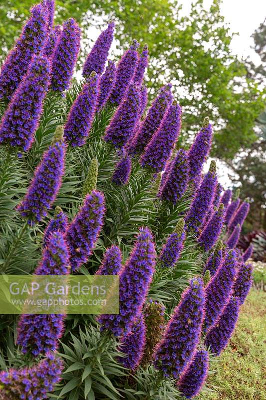 Pride of maderia, Echium fastuosum 'Candicans', with masses of spires covered in purple flowers with pink stamens.