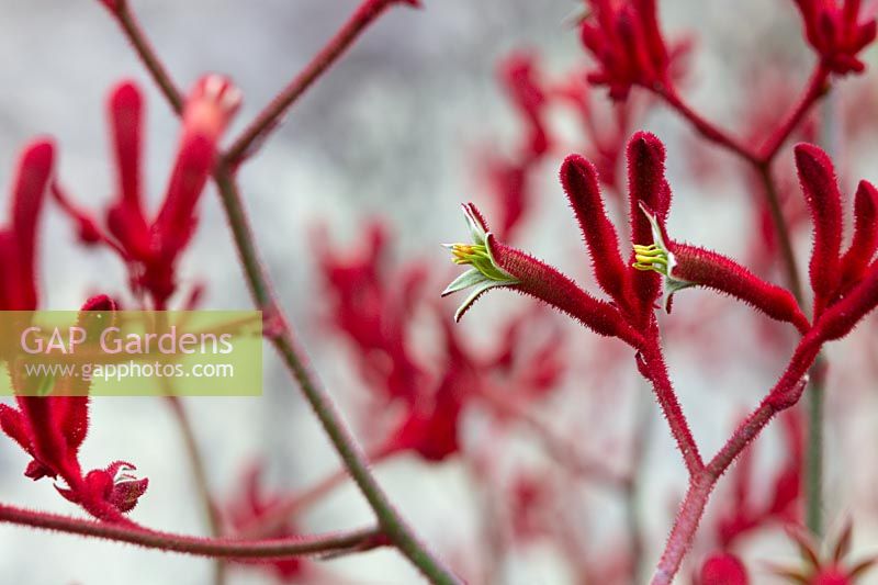 Close up of an Kangaroo paw, Anigozanthos, with bright red velvety flowers.