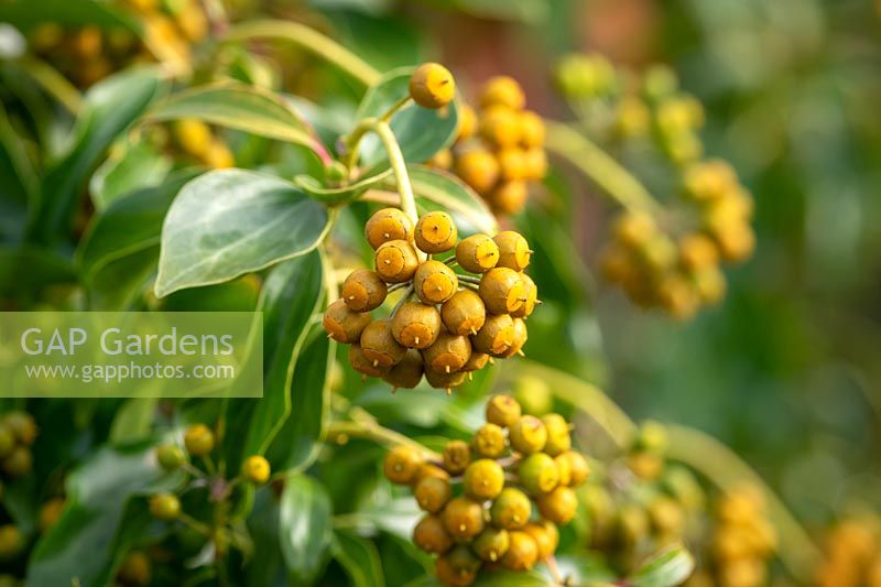 edera helix f. poetarum 'Poetica Arborea'. Poet's ivy. Showing amber winter colouring of berries.