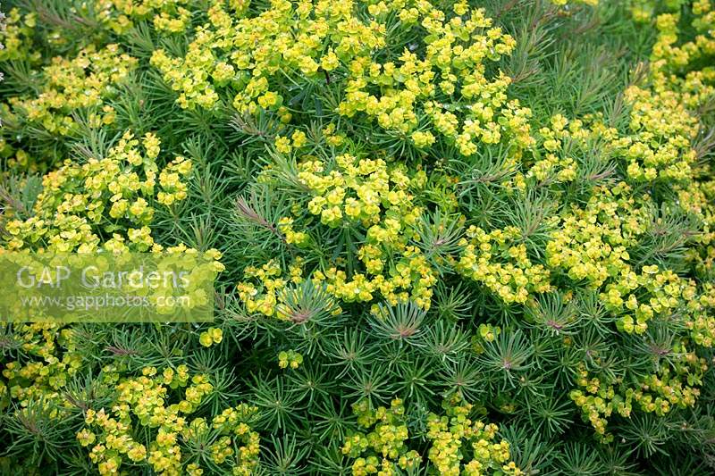 Euphorbia cyparissias 'Cypress spurge'.