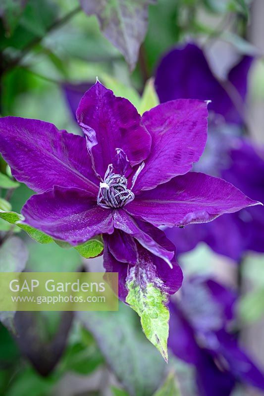 Clematis Amethyst Beauty - 'Evipo043'. Clematis petal turned green - possibly as a result of too much rain.