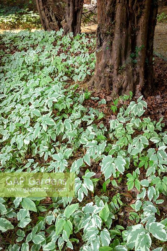 Aegopodium podagraria 'Variegatum' - Variegated ground elder - growing in dry shade under yew.