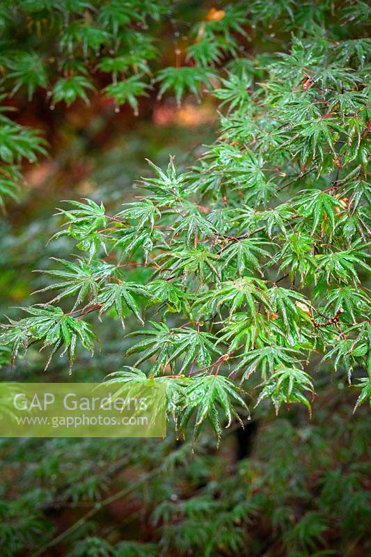 Acer palmatum 'Trompenburg' AGM - Japanese maple
