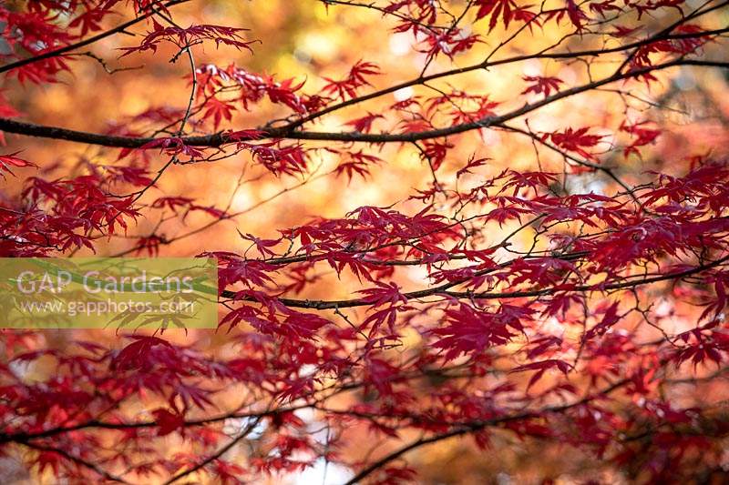 Acer palmatum 'Trompenburg' AGM - Japanese maple.