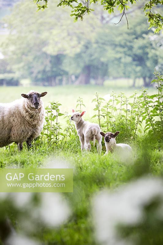 Sheep and lambs in countryside setting