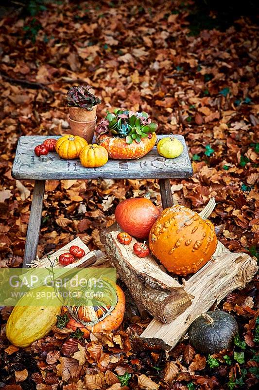 Small wooden table and fallen leaves with display of gourds and pumpkins including a pumpkin planted with succulents.