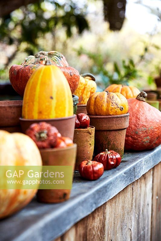 Dried mini pumpkins and gourds arranged with vintage terracotta pots