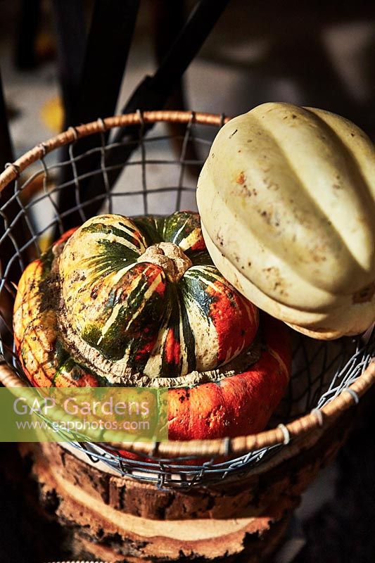Wire basket with decorative squashes 