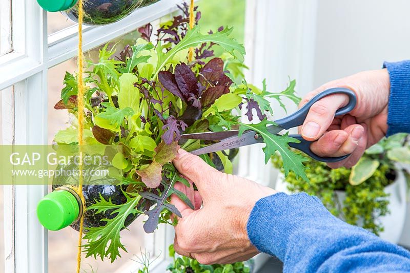 Woman cutting salad leaves with scissors grown in recycled waterbottles.