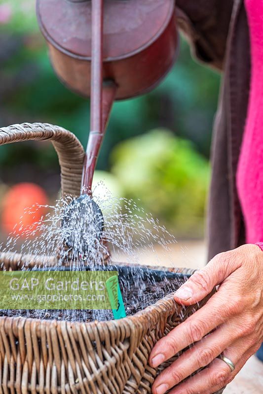Woman watering newly sown seeds in wicker basket.