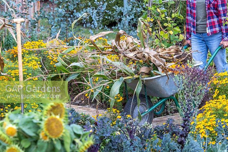 Woman removing Sweetcorn stalks in wheelbarrow, tidying up vegetable garden