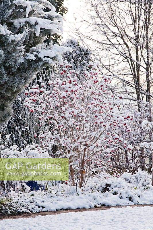 Snowy mixed border in winter - Viburnum opulus - Guelder Rose