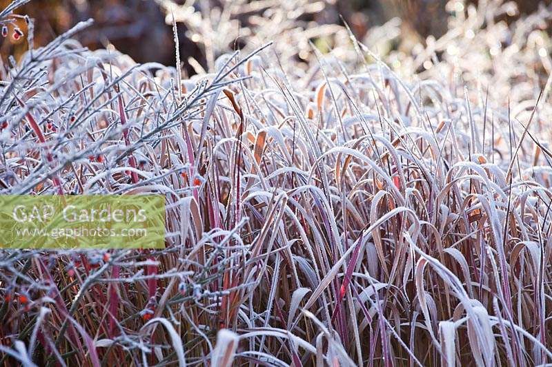 Imperata cylindrica 'Red Baron' with winter frost.