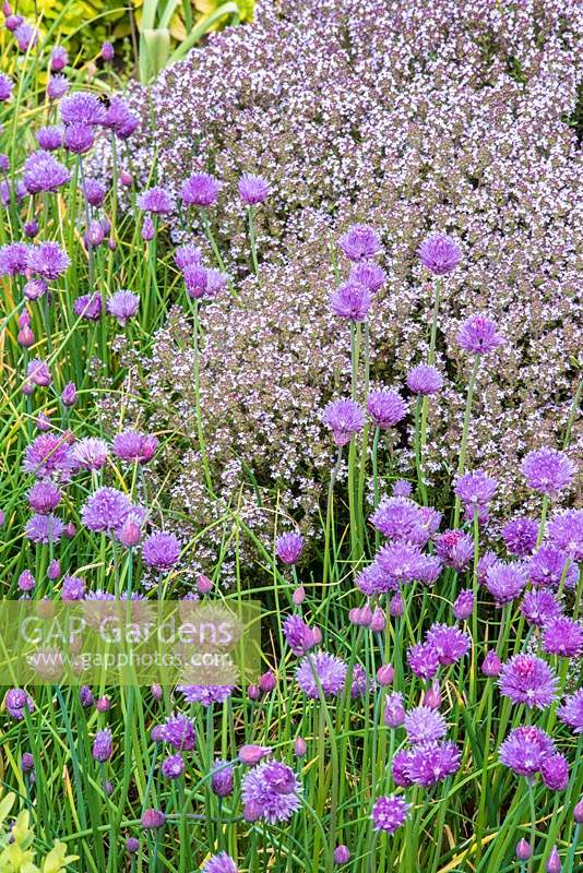 Allium schoenoprasum - Chive and Thymus - Thyme, both flowering in herb garden