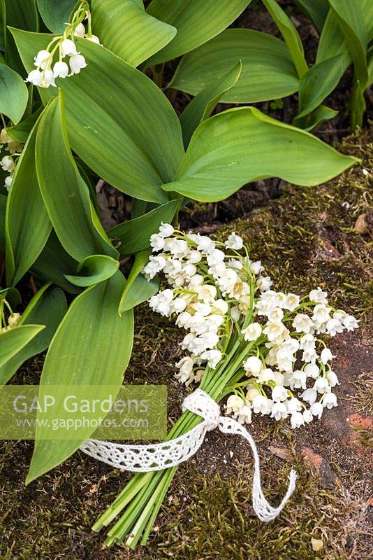 Convallaria majalis - Lily of the Valley posy tied with lace