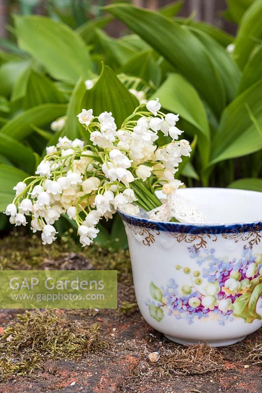 Convallaria majalis - Lily of the Valley - posy displayed in vintage tea cup with growing plant foliage in background