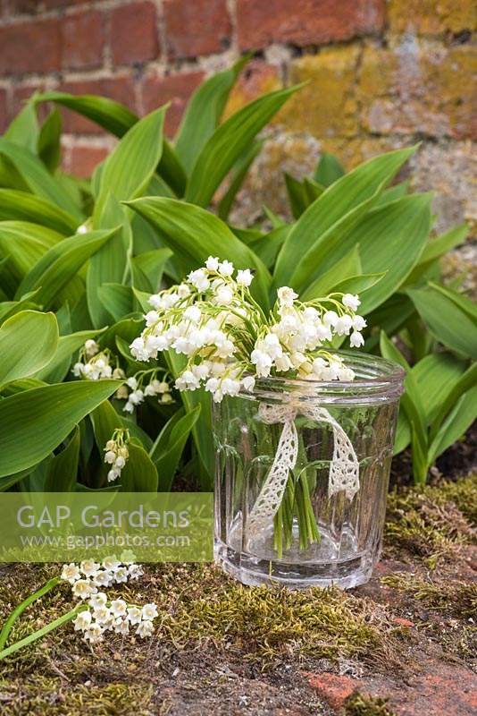 Convallaria majalis - Lily of the Valley lace tied posy displayed in glass jar