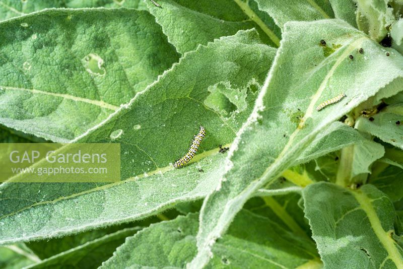 Cucullia verbasci - Mullein Moth Caterpillar on foliage 