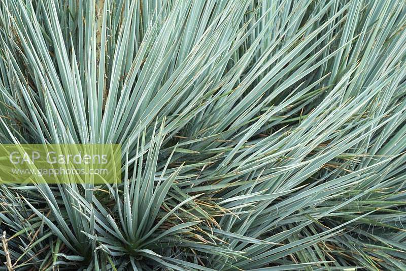 Yucca glauca - Soapweed Yucca - foliage