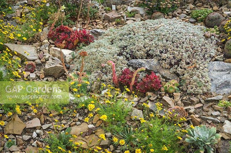 Sempervivum heuffelii, Eriogonum ovalifolium - Cushion Buckwheat, Thymophylla tenuiloba - Dahlberg Daisy - in rock garden