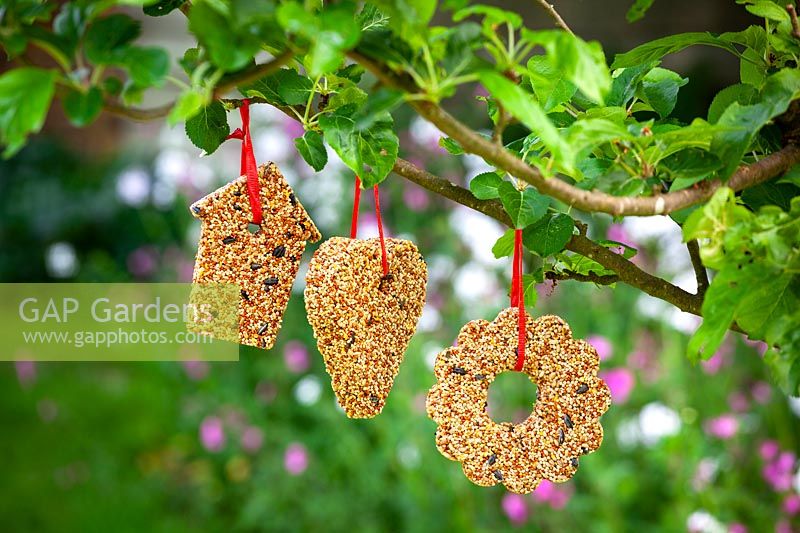 Bird seed shapes hanging in a tree