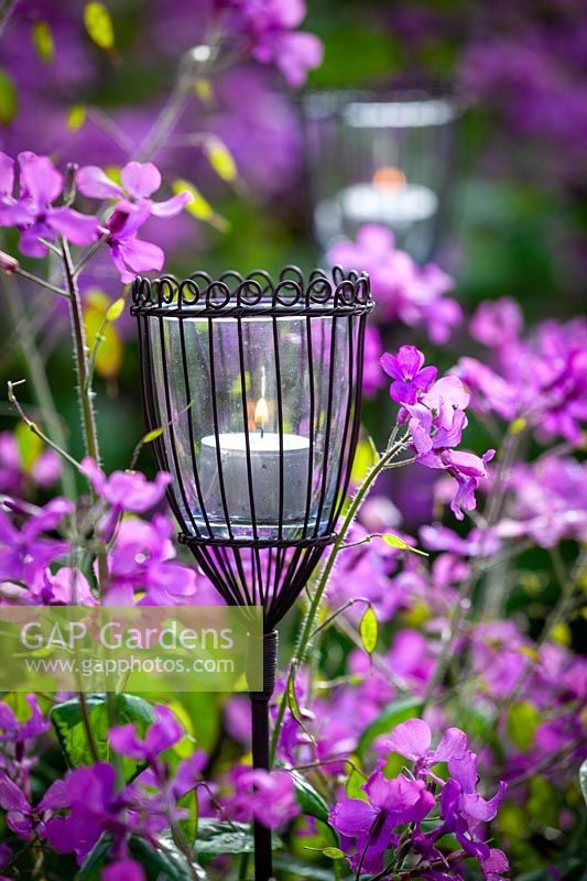 Garden candle holders placed amongst Lunaria annua - Purple Honesty  