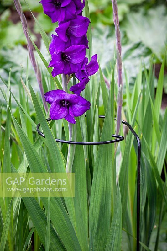 Hoop plant support around Gladiolus 'Purple Flora'.