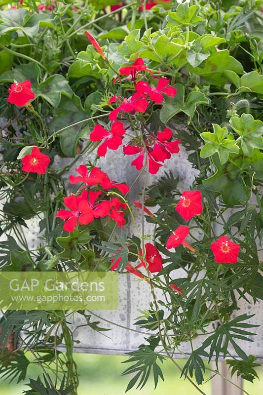 Window box with Pelargonium 'Tornado Red' and Quamoclit coccinea syn. Ipomoea coccinea - Scarlet morning glory