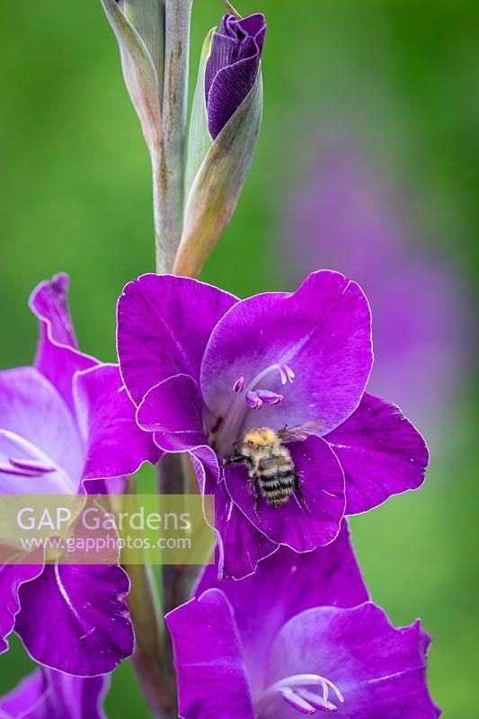 Bumblebee on Gladiolus 'Violetta'
