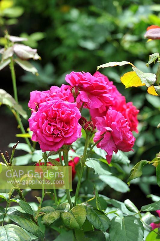 Rosa 'Wenlock' rose