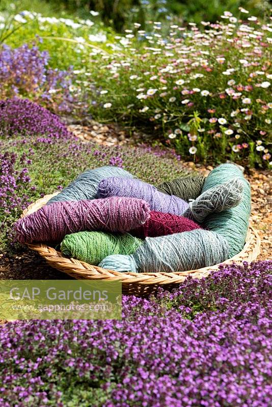 Bundles of acid dyed wool in a basket surrounded by Creeping Thyme - Thymus serpyllum and Erigeron karvinskiansus