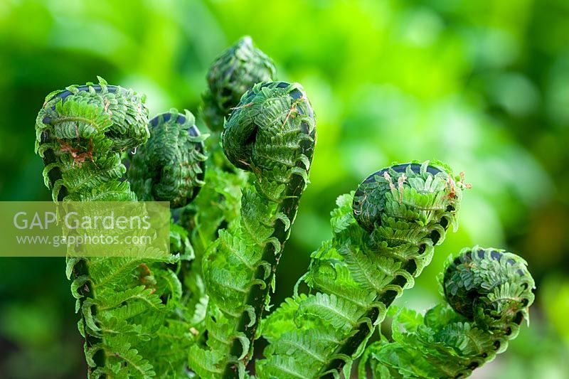 Emerging foliage of Matteuccia struthiopteris 'The King' - Shuttlecock fern or Ostrich Fern