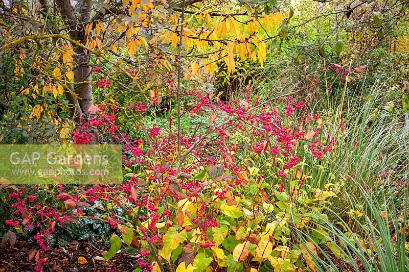 Combination of Persicaria amplexicaulis 'Firetail', Euonymus europaeus 'Red Cascade' AGM -Spindle, Pulmonaria 'Trevi Fountain' and Cortaderia richardii Brown's strain in front of a cherry at Cotswold Garden Plants