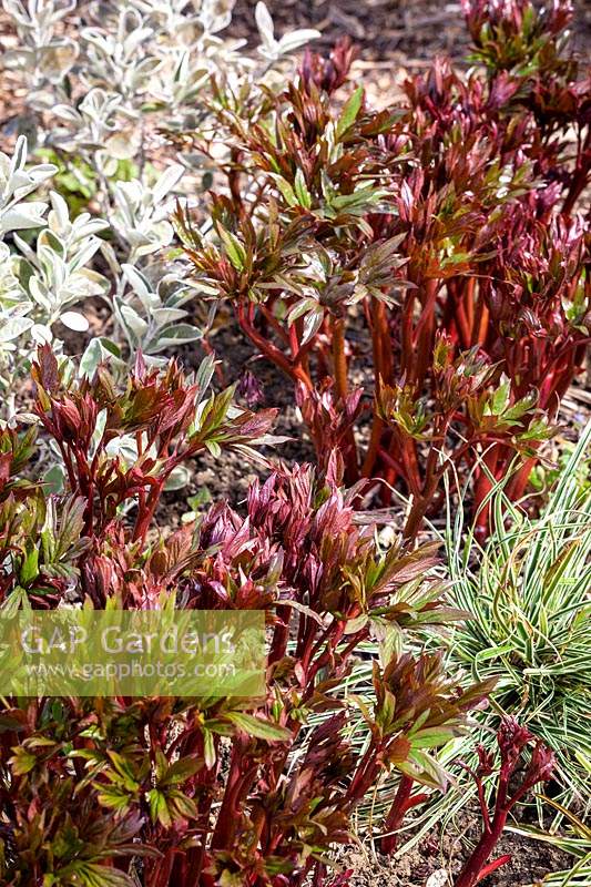 The foliage of Paeonia 'Coral Charm' with Brachyglottis Walberton's Silver Dormouse syn. 'Walbrach' and Carex oshimensis Everest syn. 'Fiwhite'