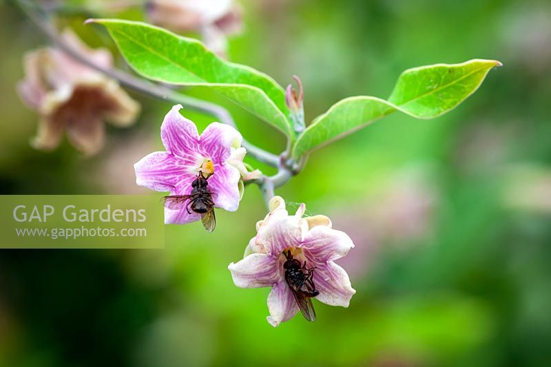 Araujia sericifera syn. Araujia albens -  The Cruel Plant or Bladderflower - showing flies trapped by sticky pollen