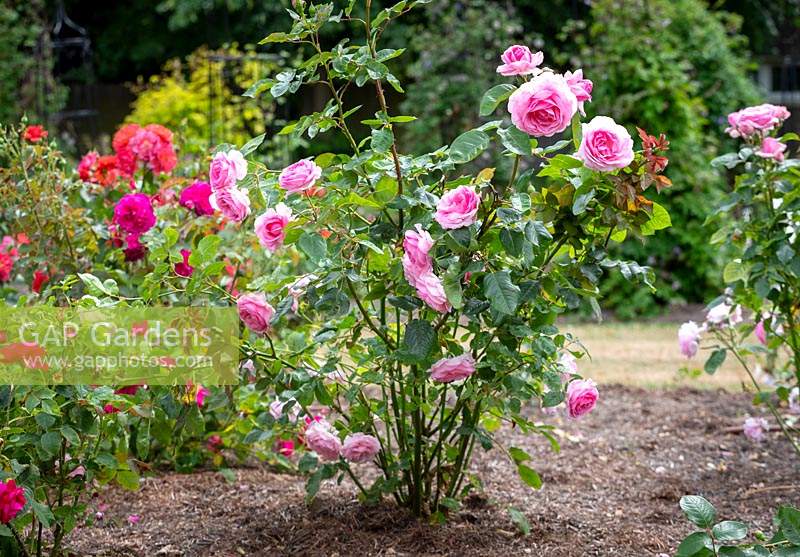 Rosa 'Mum in a Million' syn. R. 'Millie' syn. 'Poulren013' - Renaissance Series - in a bed with mulch