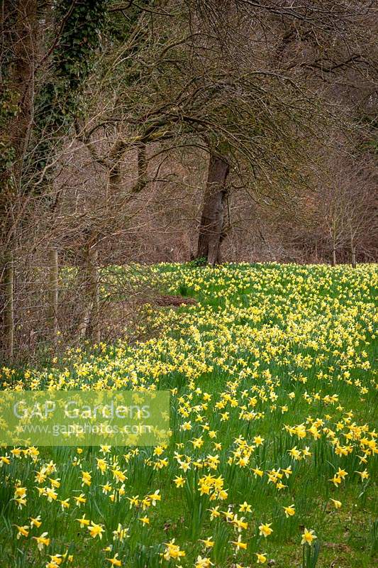 Wild daffodils - Narcissus pseudonarcissus - growing in field with trees