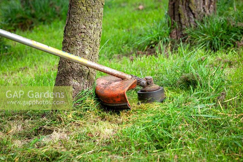 Using a strimmer plate to protect trunk whilst strimming long grass around the base of a tree