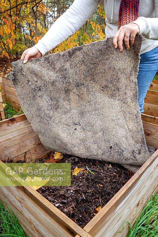 Covering a compost heap with an old carpet 