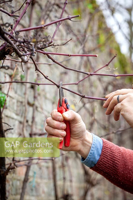 Pruning back side shoots on Vitis vinifera - Grapevine - with secateurs