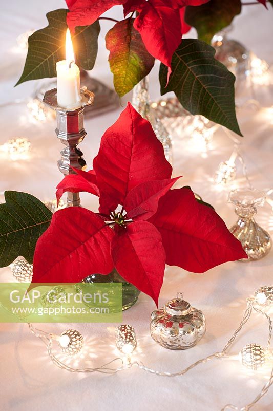 Table display with Poinsettia 'Infinity'