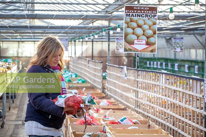 Buying bag of seed Potato tubers at a garden centre