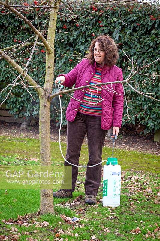 Applying winter wash to a fruit tree with a sprayer