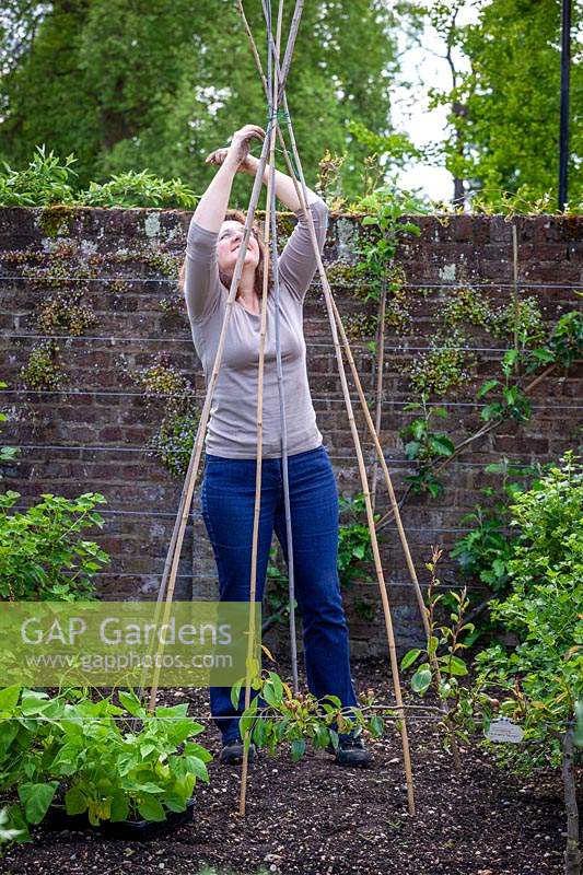 Making a cane teepee or wigwam ready for training Phaseolus coccineus - Runner Bean - plants