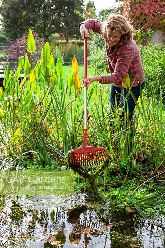 Removing pond weed from a stream using a rake